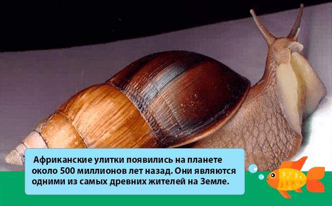 факт об улитке ахатина факт об улитке ахатина