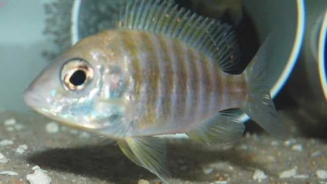 самка Аулонокара самка Аулонокара