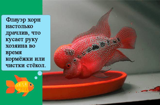 фловер хорн кормление фловер хорн кормление