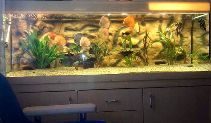 фон для аквариума фон для аквариума