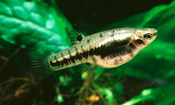 формоза формоза