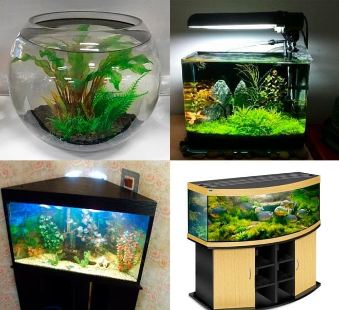формы аквариума формы аквариума