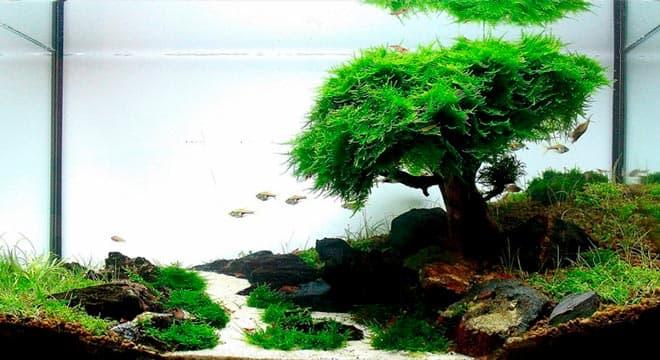 форсированный травник