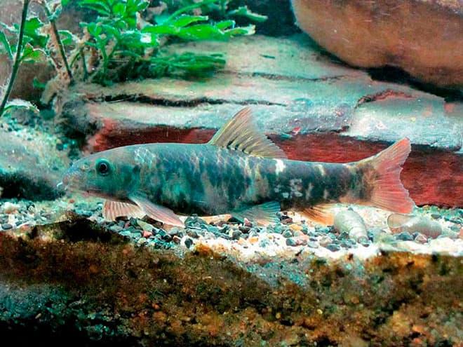 гарра руфа в аквариуме гарра руфа в аквариуме