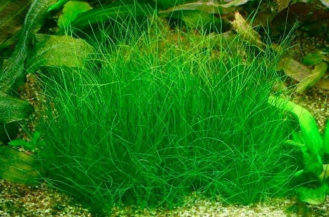 Гелеохарис Гелеохарис