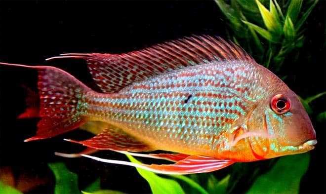 геофагус геофагус