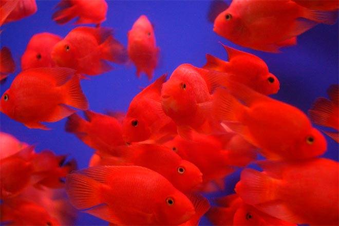 гибридные попугаи гибридные попугаи