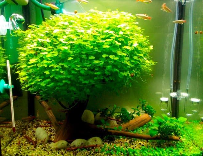 Гидрокотила Гидрокотила