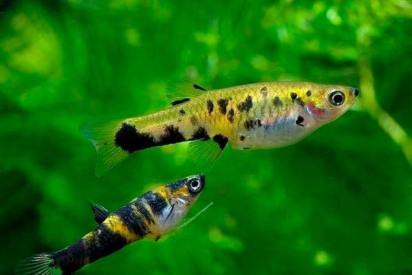 Гирардинус Гирардинус