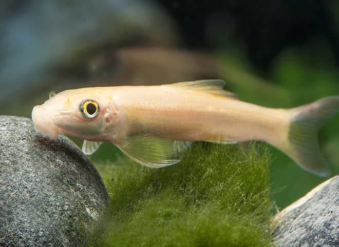 гиринохейлус альбинос гиринохейлус альбинос