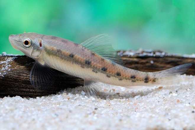 гиринохейлус мраморный гиринохейлус мраморный