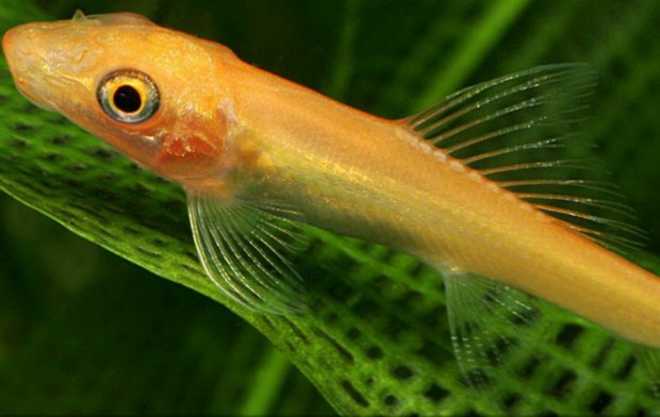 гиринохейлус обычный гиринохейлус обычный