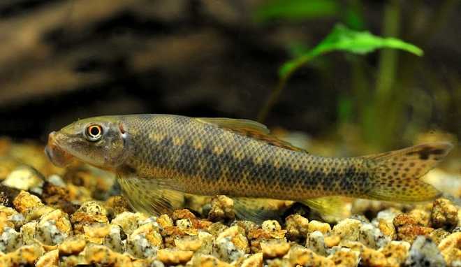 гиринохейлус сиамский гиринохейлус сиамский