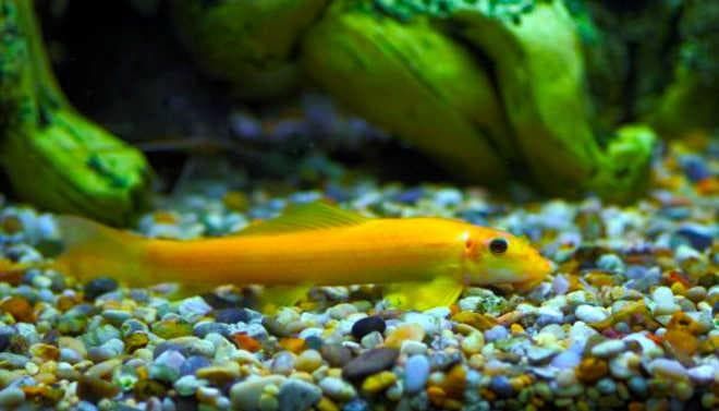 гиринохейлус желтый гиринохейлус желтый