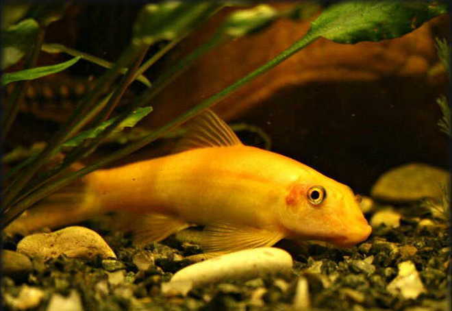 гиринохейлус золотой гиринохейлус золотой