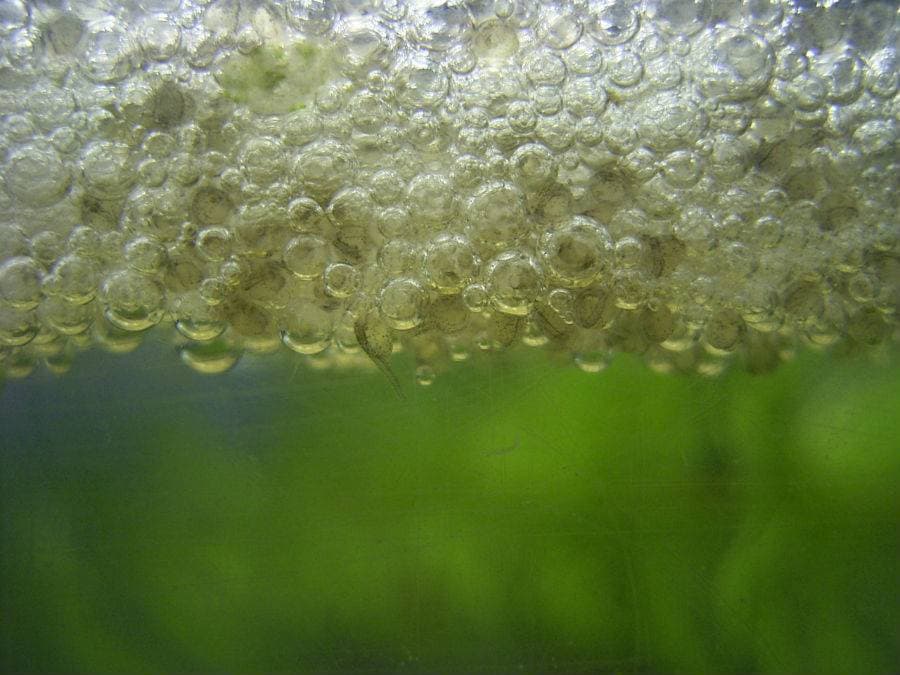 Гнездо гурами