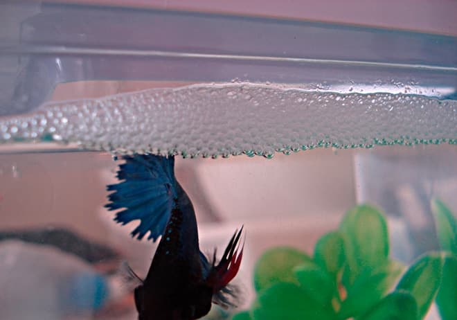 Гнездо из пузырьков Гнездо из пузырьков