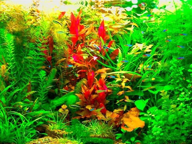 голландский стиль