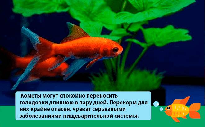 кормление рыбы кометы кормление рыбы кометы