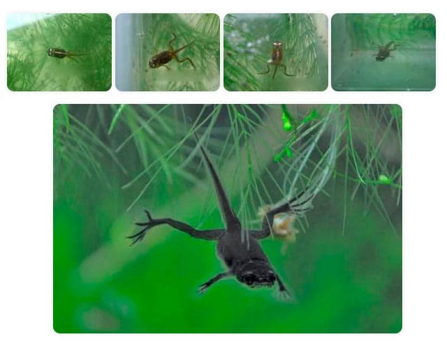 головастик головастик