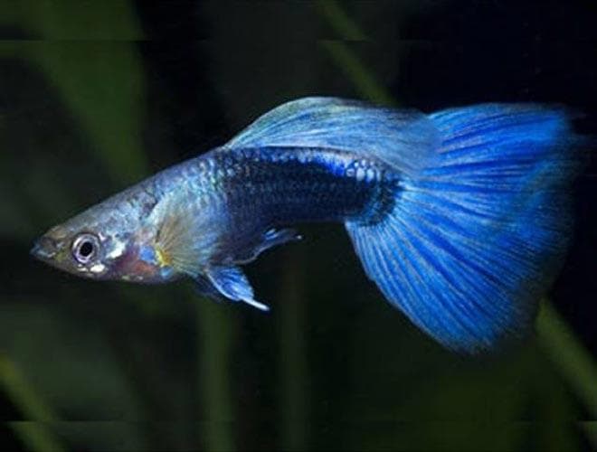 голубой неон гуппи голубой неон гуппи