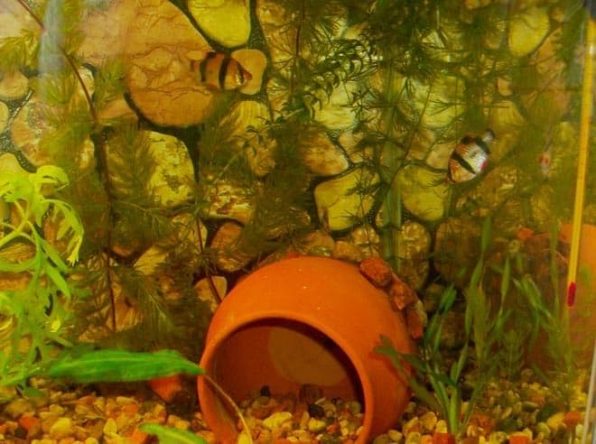 горшки горшки