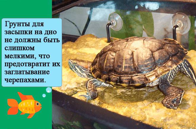 грунт для акватеррариума грунт для акватеррариума