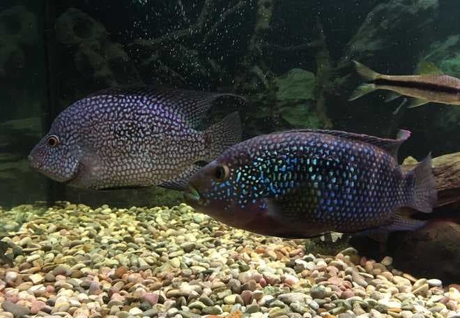 грунт для цихлазомы грунт для цихлазомы