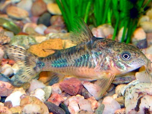 грунт у крапчатого сомика грунт у крапчатого сомика