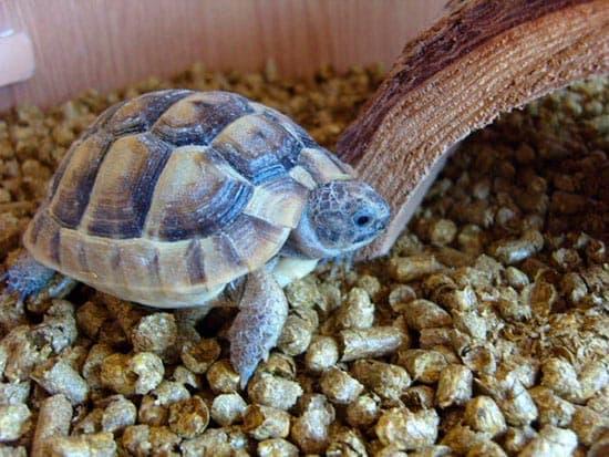 грунт в терарриуме грунт в терарриуме