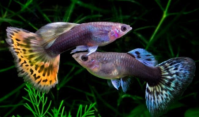 гуппи гуппи