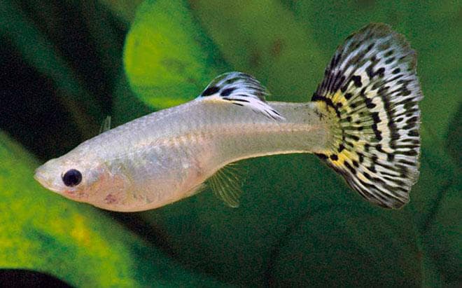 гуппи гуппи