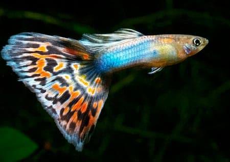 гуппи гуппи