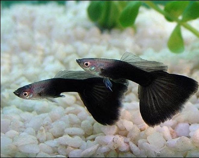 гуппи Черный принц гуппи Черный принц