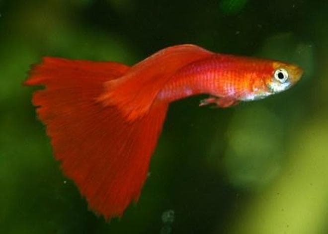 гуппи Красные московские гуппи Красные московские