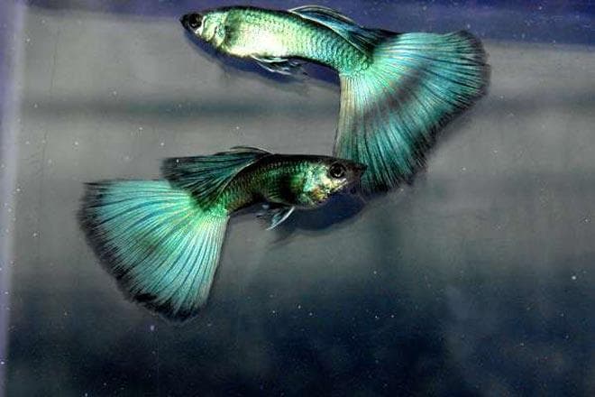гуппи Московские сине-зеленые гуппи Московские сине-зеленые