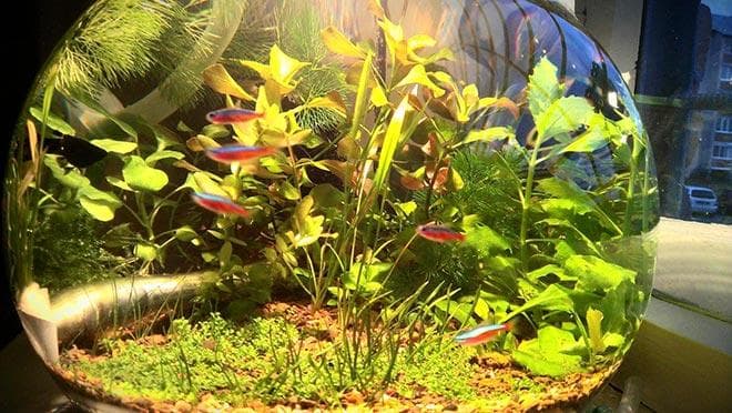 гуппи в нано аквариуме гуппи в нано аквариуме