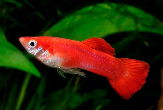 гуппи гуппи