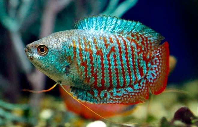 гурами гурами