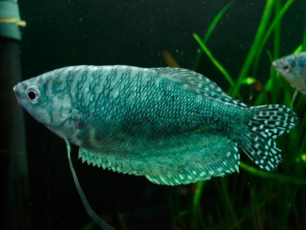 гурами гурами