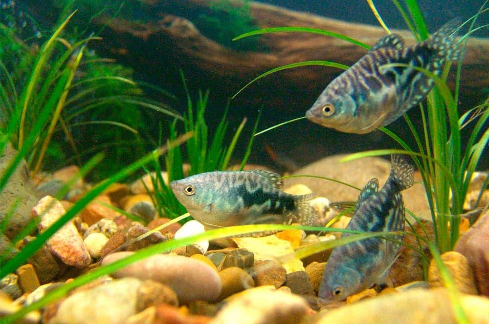гурами и растительность гурами и растительность