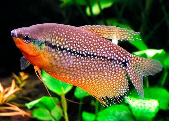 гурами гурами