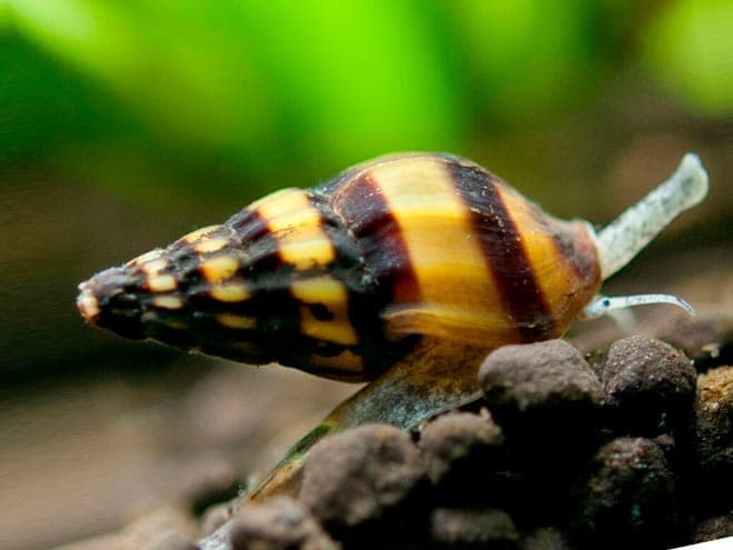 хелена хелена