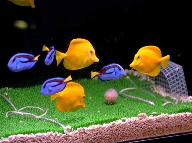 рыбка хирург болезни рыбка хирург болезни