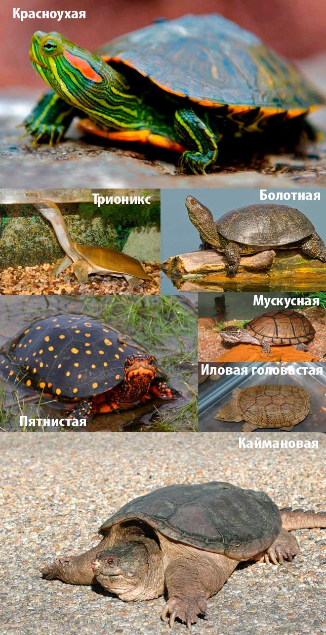 Хищники Хищники