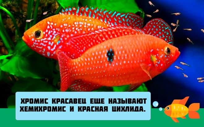 другие названия хромиса красавца другие названия хромиса красавца