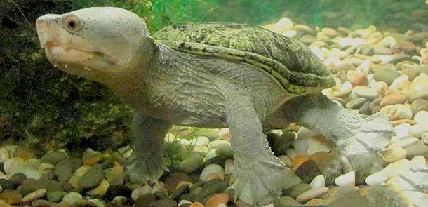 игловая черепаха игловая черепаха