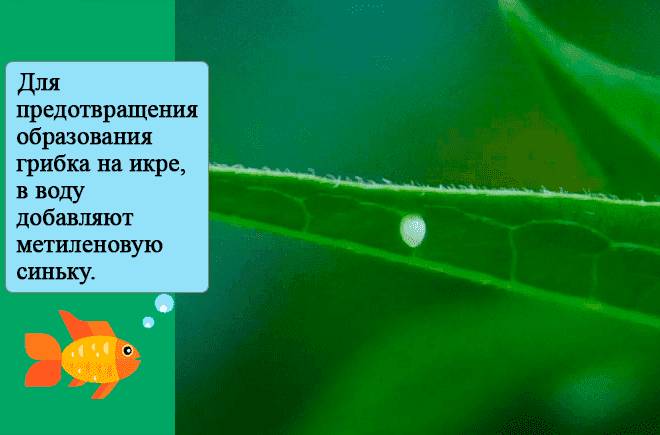 икра барбуса суматранского икра барбуса суматранского