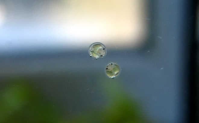 икра сомика икра сомика