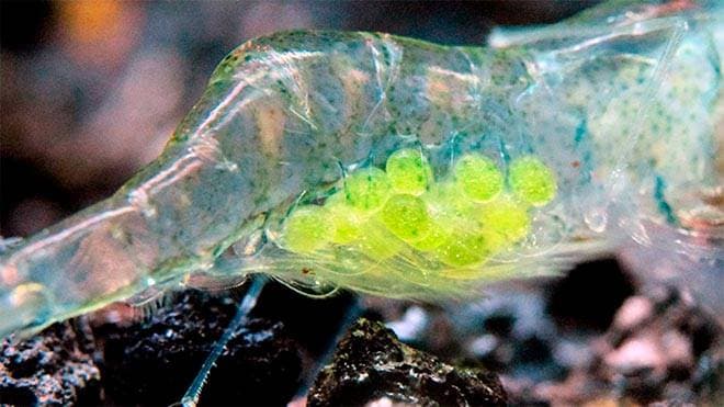 Икринки аквариумной креветки Икринки аквариумной креветки